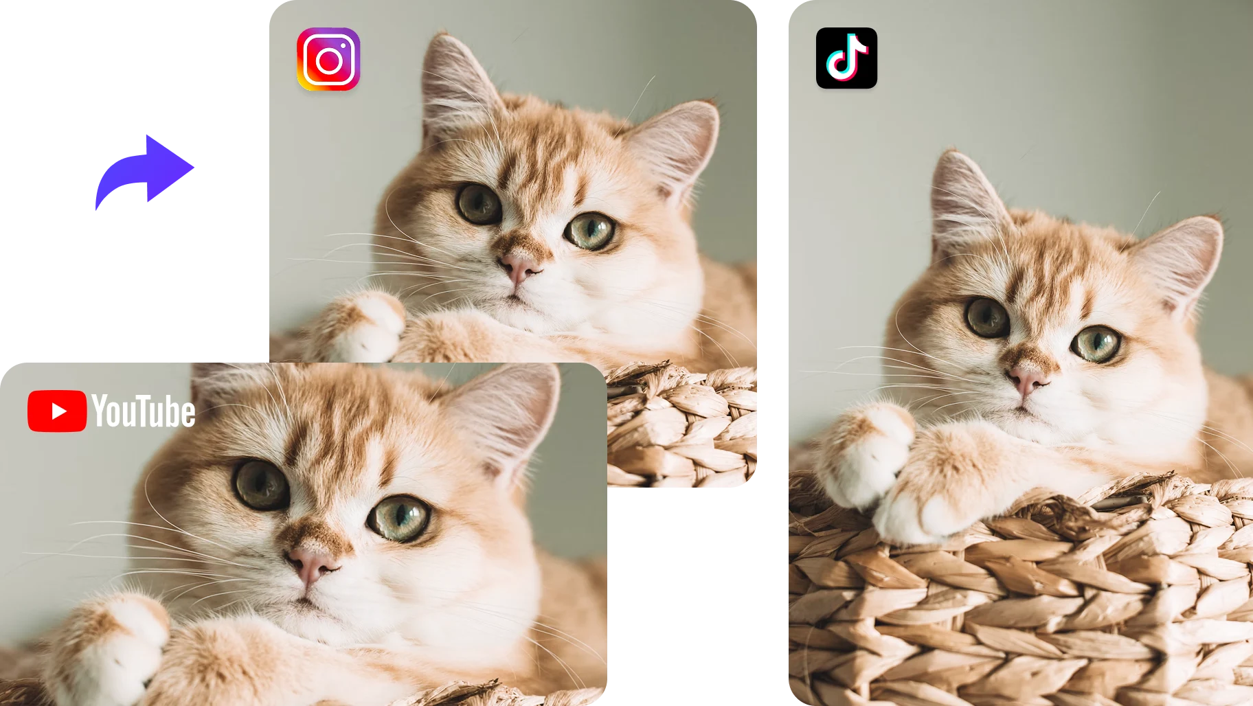 trois images agrandies de trois rapports hauteur/largeur différents pour YouTube, Instagram et TikTok