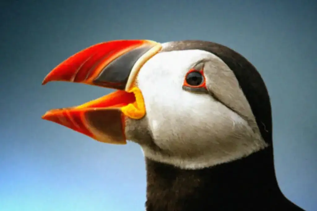 vor dem Effekt eines unklaren Bildes eines realistischen Vogels, der den Mund öffnet