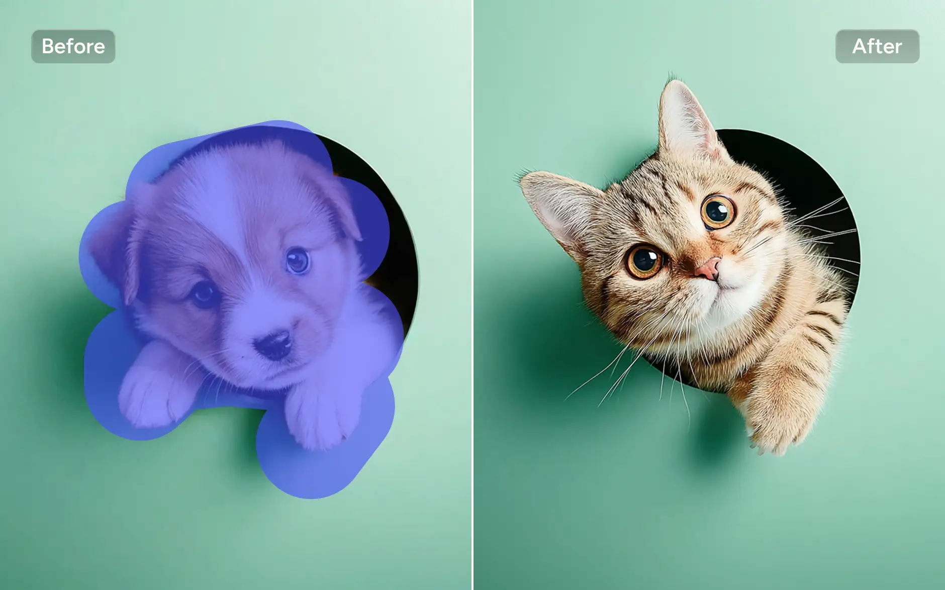 effet avant et après le remplacement du chiot par un chat